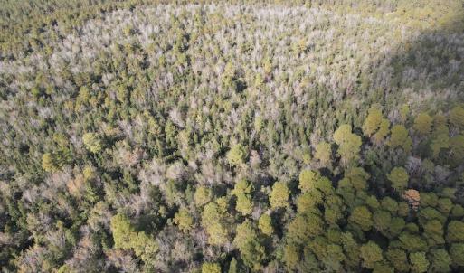 Photo #11 of SOLD property in Off Delway Highway, Rose Hill, NC 40.0 acres