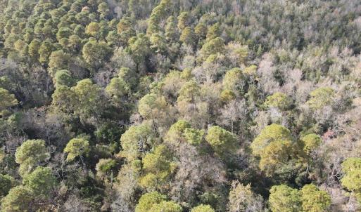 Photo #13 of SOLD property in Off Delway Highway, Rose Hill, NC 40.0 acres
