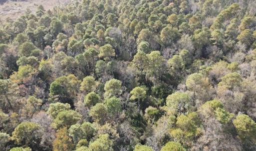 Photo #14 of SOLD property in Off Delway Highway, Rose Hill, NC 40.0 acres