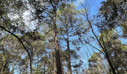 Photo #30 of SOLD property in Off Delway Highway, Rose Hill, NC 40.0 acres