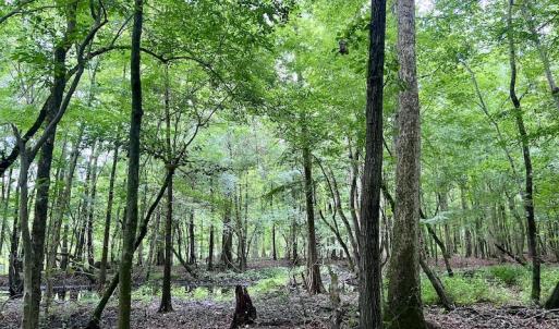 Photo #15 of Off Hwy 123 North, Hookerton, NC 36.0 acres