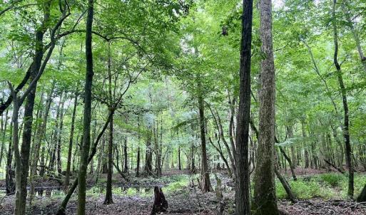 Photo #15 of SOLD property in Off Hwy 123 North, Hookerton, NC 36.0 acres
