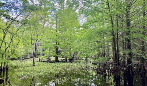 Photo #16 of Off Hwy 123 North, Hookerton, NC 36.0 acres