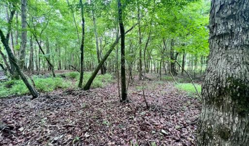 Photo #28 of Off Hwy 123 North, Hookerton, NC 36.0 acres