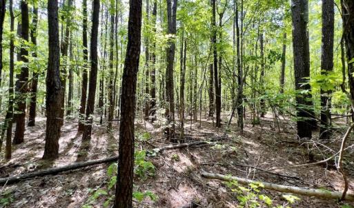 Photo #9 of SOLD property in Off Boseman Road , Rocky Mount, NC 16.6 acres