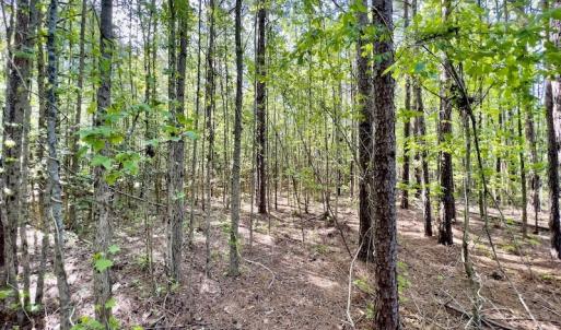 Photo #14 of SOLD property in Off Boseman Road , Rocky Mount, NC 16.6 acres