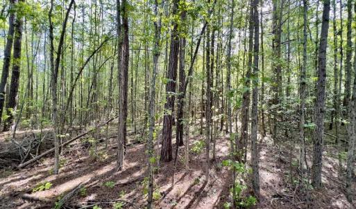 Photo #17 of SOLD property in Off Boseman Road , Rocky Mount, NC 16.6 acres