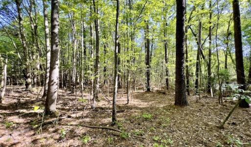 Photo #18 of SOLD property in Off Boseman Road , Rocky Mount, NC 16.6 acres