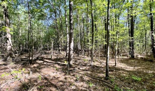 Photo #19 of SOLD property in Off Boseman Road , Rocky Mount, NC 16.6 acres