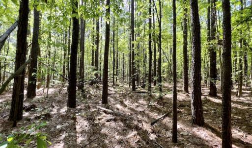 Photo #3 of SOLD property in Off Boseman Road , Rocky Mount, NC 16.6 acres