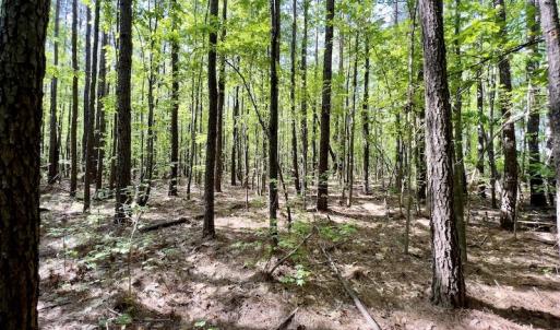 Photo #4 of SOLD property in Off Boseman Road , Rocky Mount, NC 16.6 acres