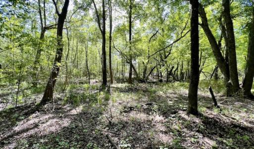 Photo #5 of SOLD property in Off Boseman Road , Rocky Mount, NC 16.6 acres