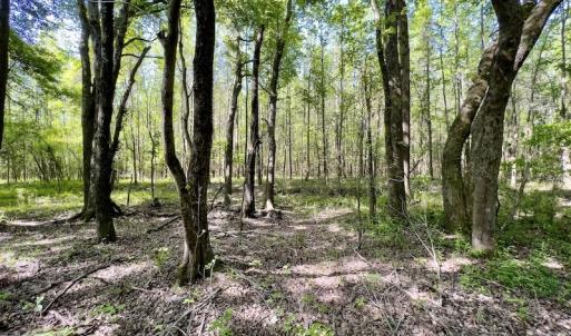 Photo #6 of SOLD property in Off Boseman Road , Rocky Mount, NC 16.6 acres