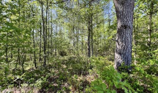 Photo #7 of SOLD property in Off Boseman Road , Rocky Mount, NC 16.6 acres