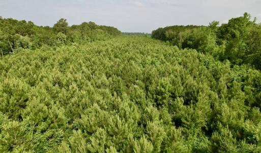 Photo #14 of SOLD property in Off SR 1153 / Vine Swamp Rd, Kinston, NC 10.2 acres