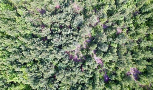 Photo #15 of SOLD property in Off SR 1153 / Vine Swamp Rd, Kinston, NC 10.2 acres