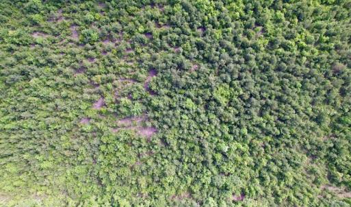 Photo #16 of SOLD property in Off SR 1153 / Vine Swamp Rd, Kinston, NC 10.2 acres