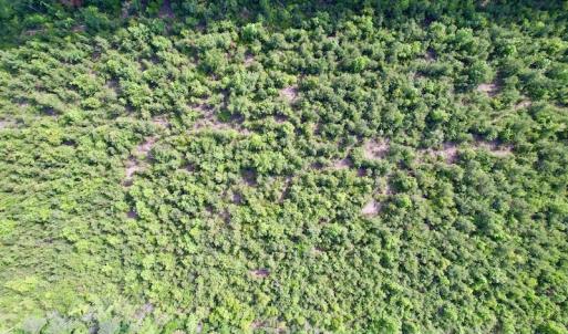 Photo #17 of SOLD property in Off SR 1153 / Vine Swamp Rd, Kinston, NC 10.2 acres
