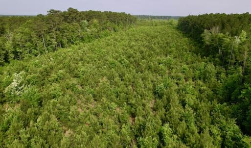 Photo #5 of SOLD property in Off SR 1153 / Vine Swamp Rd, Kinston, NC 10.2 acres
