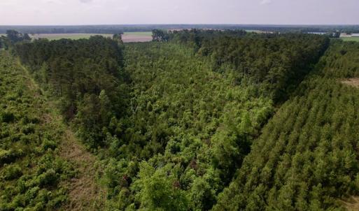 Photo #6 of SOLD property in Off SR 1153 / Vine Swamp Rd, Kinston, NC 10.2 acres
