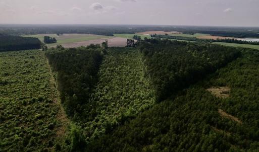 Photo #7 of SOLD property in Off SR 1153 / Vine Swamp Rd, Kinston, NC 10.2 acres