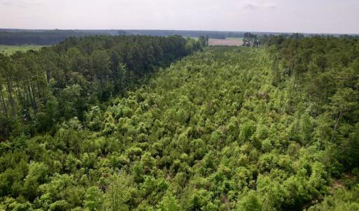Photo #8 of SOLD property in Off SR 1153 / Vine Swamp Rd, Kinston, NC 10.2 acres