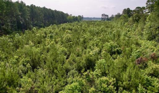 Photo #9 of SOLD property in Off SR 1153 / Vine Swamp Rd, Kinston, NC 10.2 acres