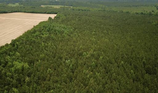 Photo #2 of SOLD property in Off Brink Rd , Emporia, VA 161.0 acres