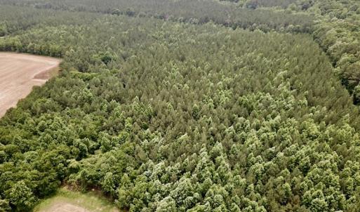 Photo #3 of SOLD property in Off Brink Rd , Emporia, VA 161.0 acres