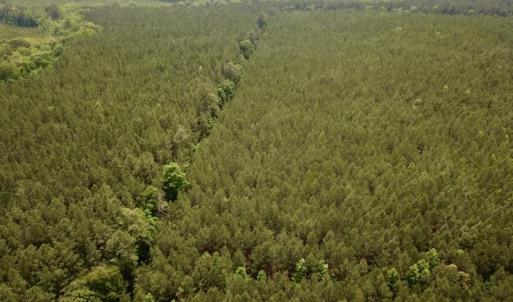 Photo #6 of SOLD property in Off Brink Rd , Emporia, VA 161.0 acres