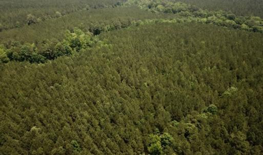 Photo #7 of SOLD property in Off Brink Rd , Emporia, VA 161.0 acres