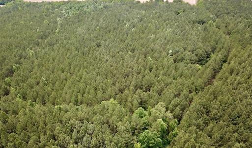 Photo #9 of SOLD property in Off Brink Rd , Emporia, VA 161.0 acres