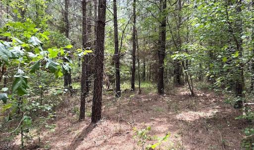 Photo #10 of SOLD property in Off Brink Rd , Emporia, VA 161.0 acres