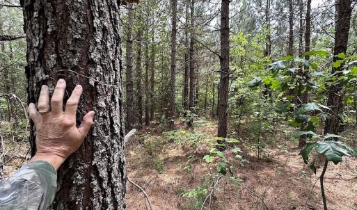 Photo #11 of SOLD property in Off Brink Rd , Emporia, VA 161.0 acres