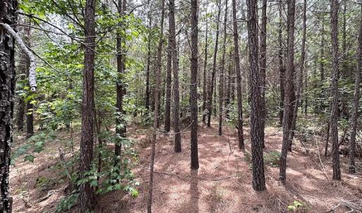 Photo #12 of SOLD property in Off Brink Rd , Emporia, VA 161.0 acres