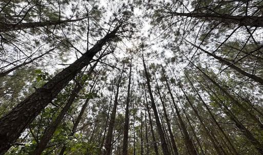 Photo #13 of SOLD property in Off Brink Rd , Emporia, VA 161.0 acres
