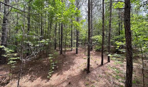 Photo #14 of SOLD property in Off Brink Rd , Emporia, VA 161.0 acres