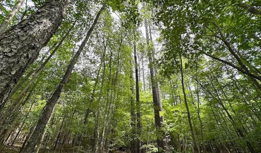 Photo #15 of SOLD property in Off Brink Rd , Emporia, VA 161.0 acres