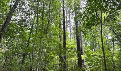 Photo #16 of SOLD property in Off Brink Rd , Emporia, VA 161.0 acres