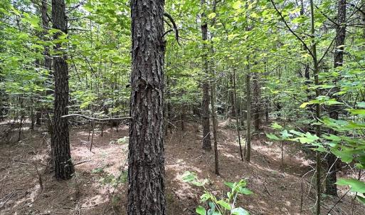 Photo #17 of SOLD property in Off Brink Rd , Emporia, VA 161.0 acres