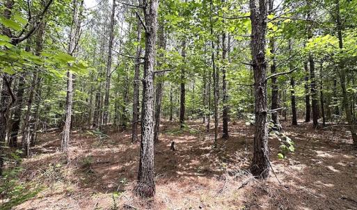 Photo #18 of SOLD property in Off Brink Rd , Emporia, VA 161.0 acres
