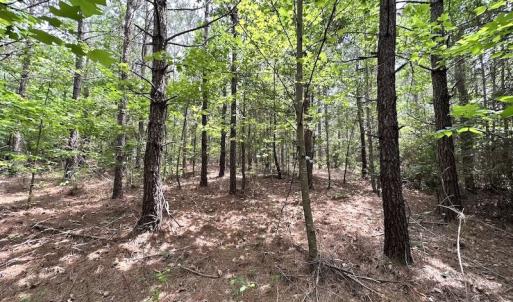 Photo #19 of SOLD property in Off Brink Rd , Emporia, VA 161.0 acres