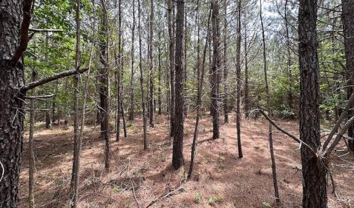 Photo #20 of SOLD property in Off Brink Rd , Emporia, VA 161.0 acres