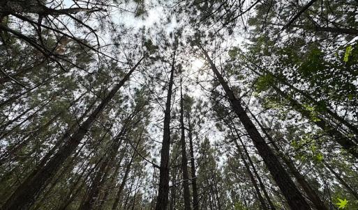 Photo #21 of SOLD property in Off Brink Rd , Emporia, VA 161.0 acres