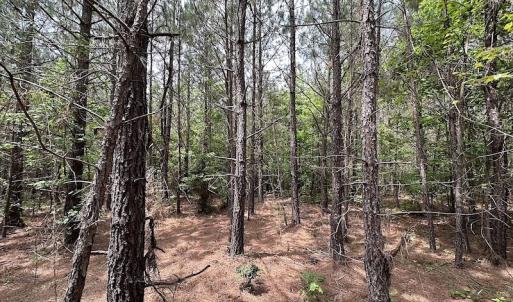 Photo #22 of SOLD property in Off Brink Rd , Emporia, VA 161.0 acres