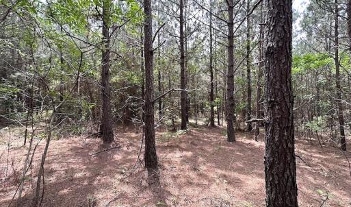 Photo #23 of SOLD property in Off Brink Rd , Emporia, VA 161.0 acres