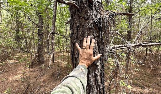 Photo #24 of SOLD property in Off Brink Rd , Emporia, VA 161.0 acres