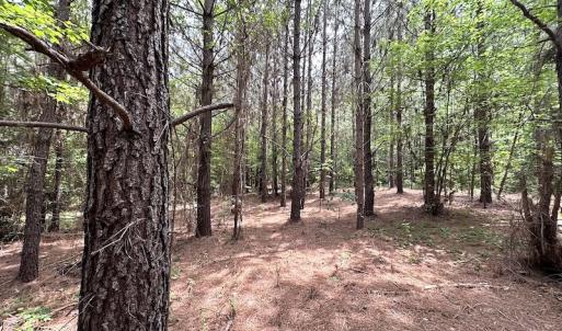 Photo #25 of SOLD property in Off Brink Rd , Emporia, VA 161.0 acres
