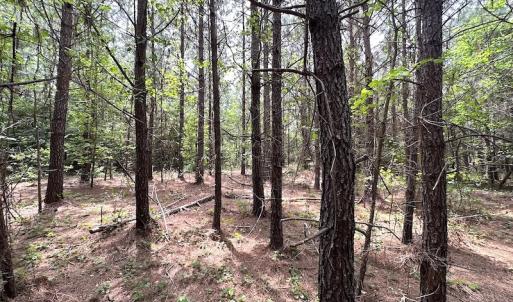 Photo #26 of SOLD property in Off Brink Rd , Emporia, VA 161.0 acres