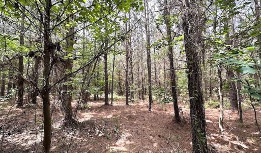Photo #27 of SOLD property in Off Brink Rd , Emporia, VA 161.0 acres